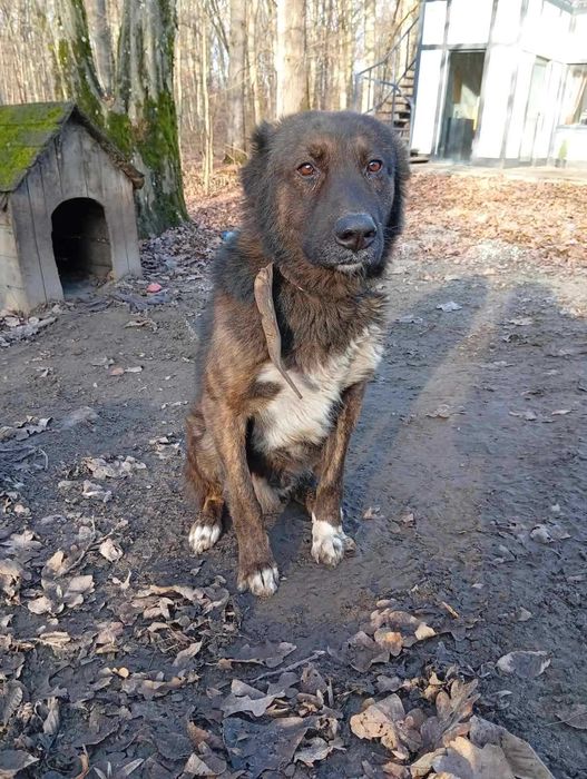 Благородна кавказька вівчарка, хлопчик, безкоштовно