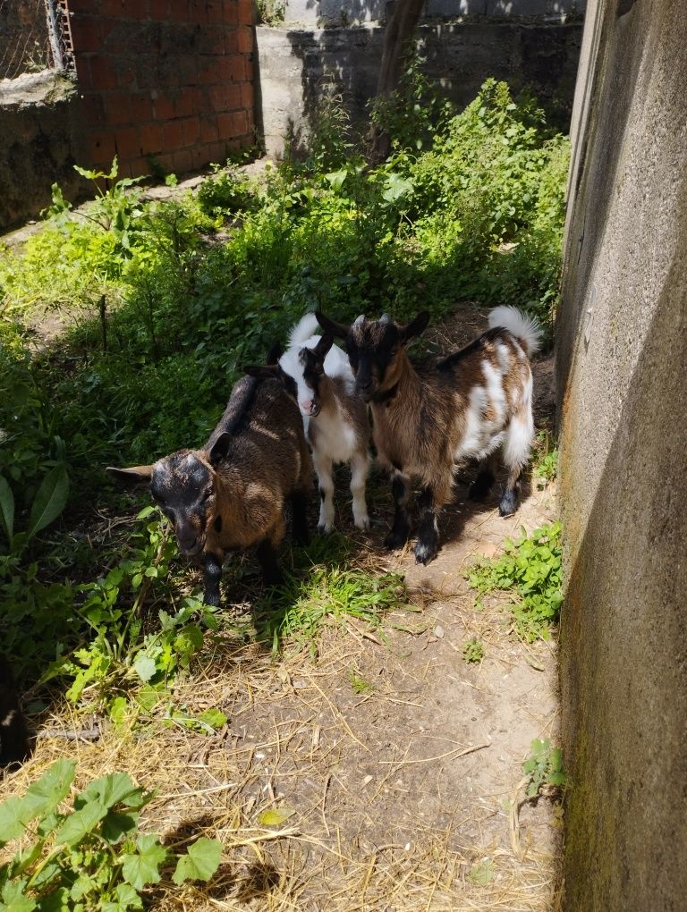 Vendo Cabrito anão