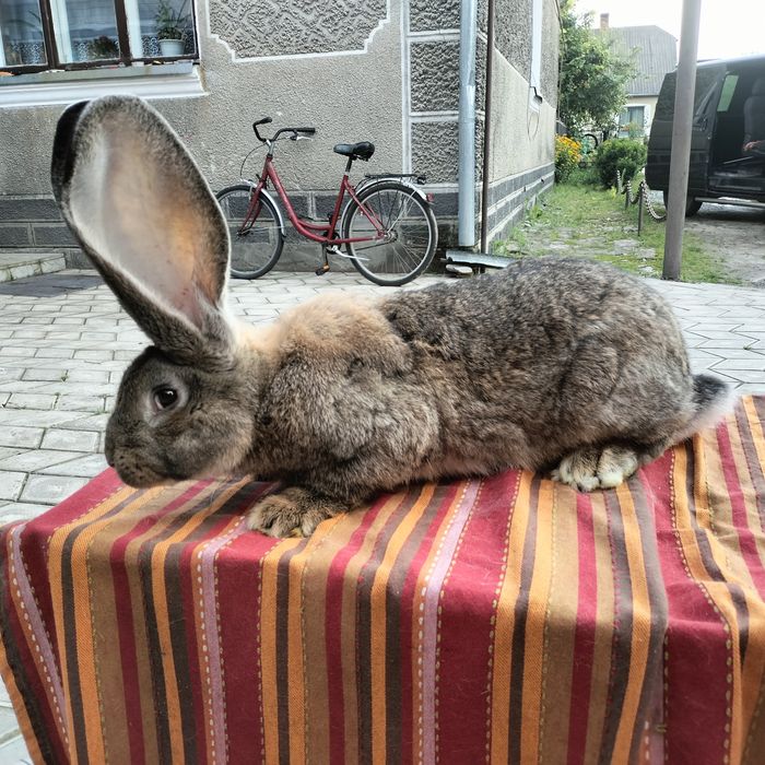 Кролики різних порід