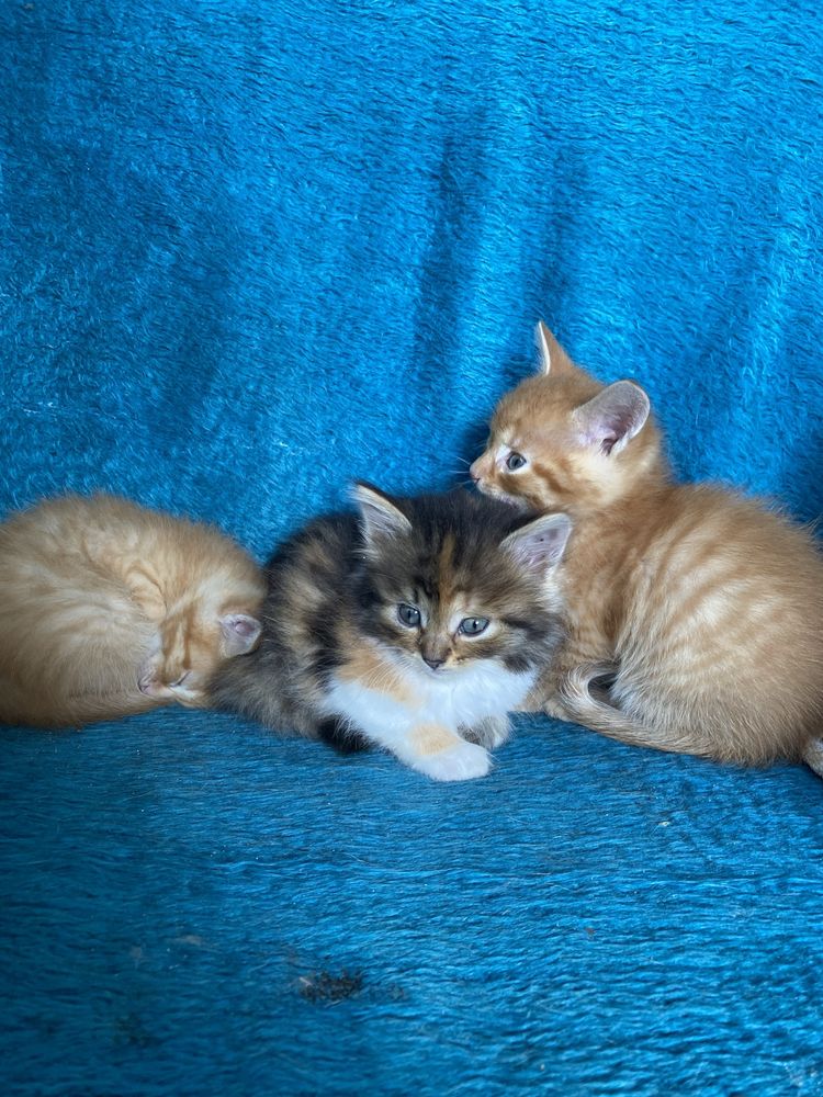 Котики в хороші руки