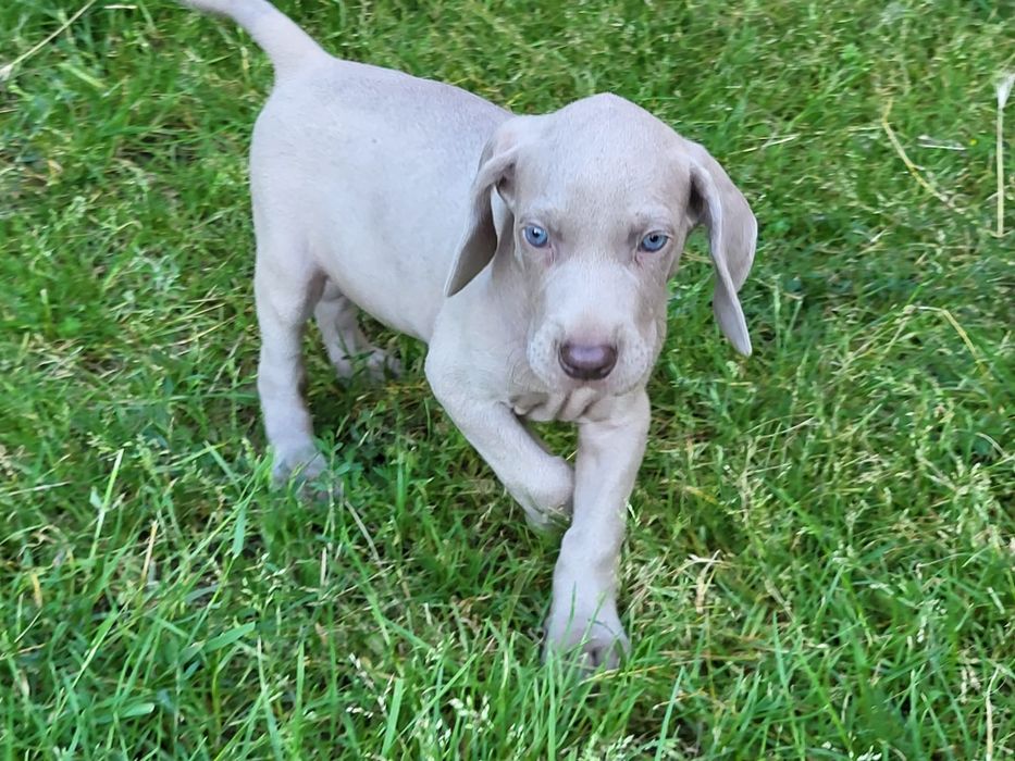 Wyżeł Weimarski- suczka