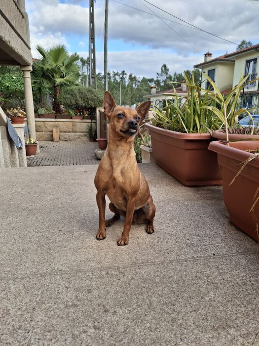 Luna - 3 anos, Pinscher