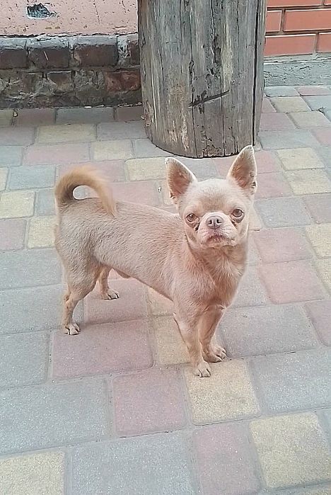 Кобель чихуахуа лиловый