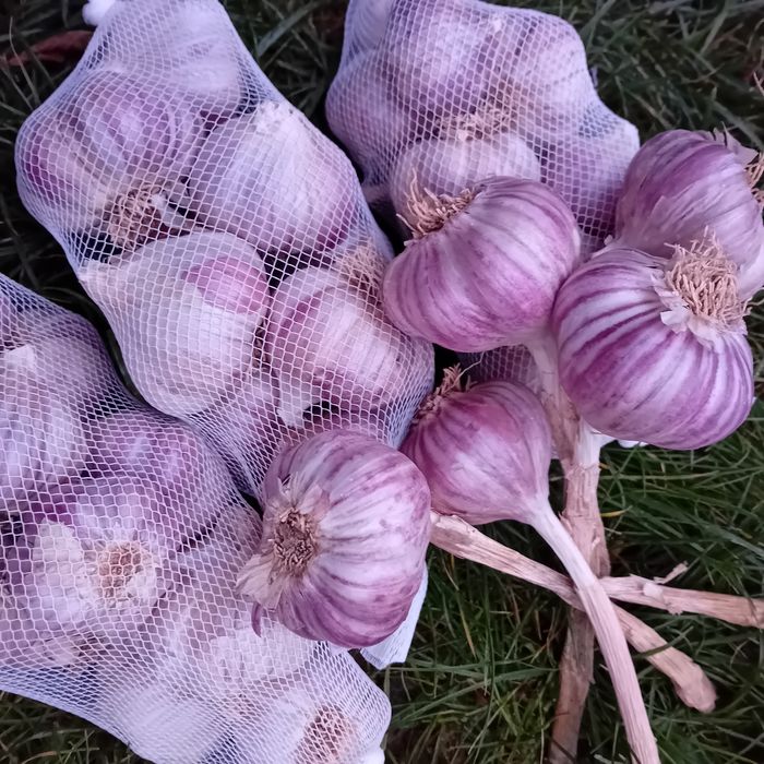 5kg czosnku harnas zdrowy 2025