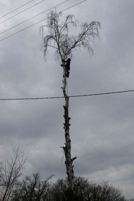 Wycinka, przycinka, pielęgnacja drzew na linach, arborystyka