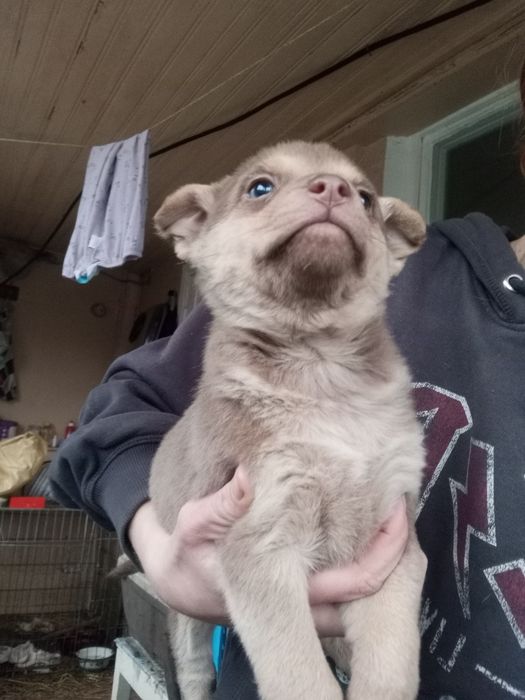 Каштанка 2 мес вакцинирована+бесплатная стерилизация