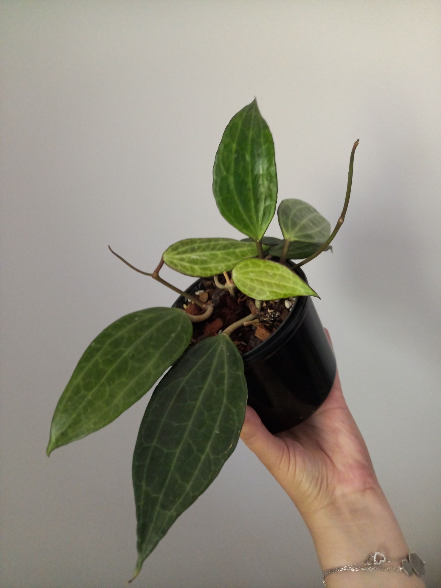 Hoya Macrophylla dwie sadzonki