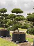 Bonsai Niwaki sosna duże drzewa formowane