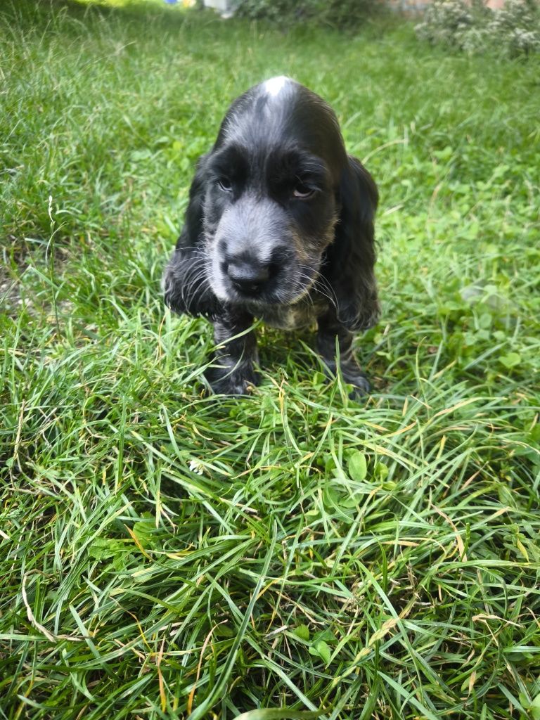 Cocker spaniel angielski blue roan samiec