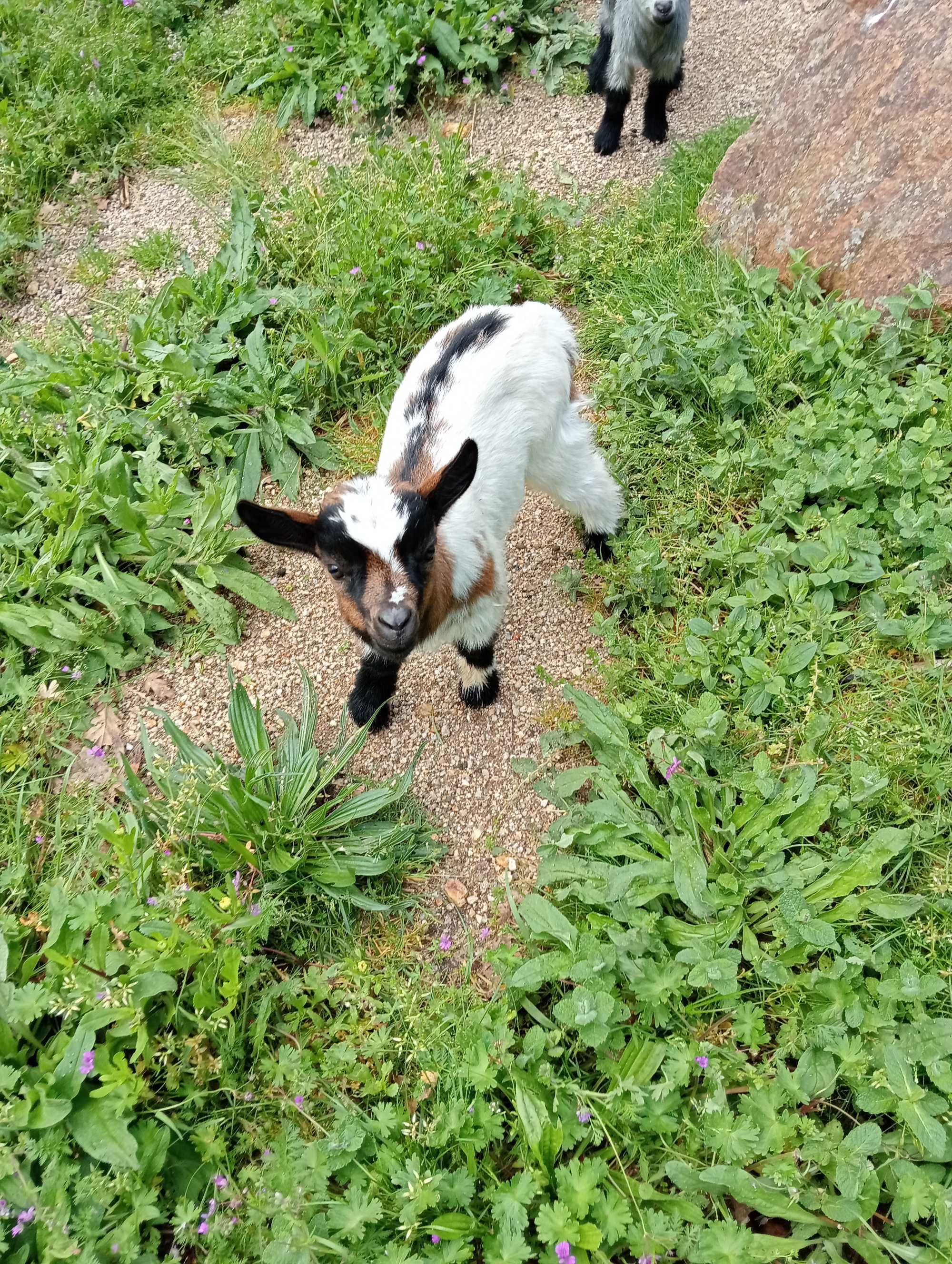 Cabrito anão/israelita com 4meses