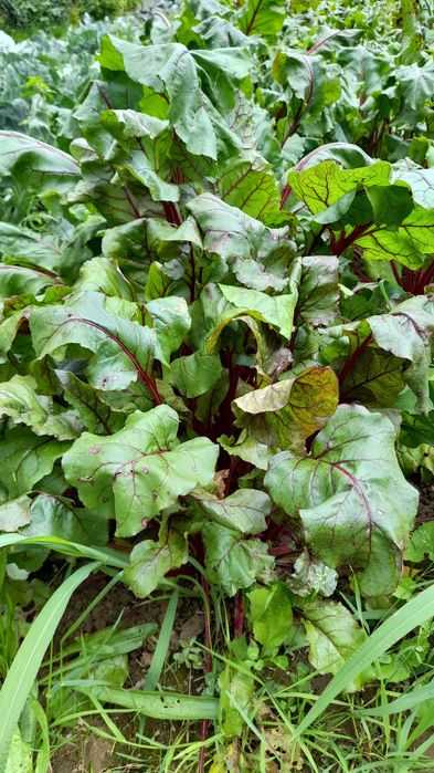 Buraki z domowego ogródka