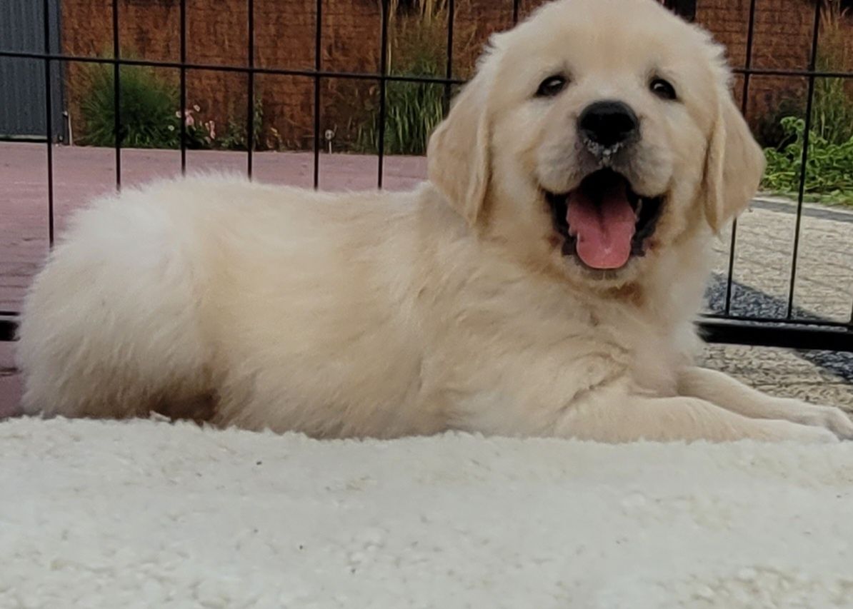 Golden Retriever Kremowo Złoty Śliczny Zapraszam
