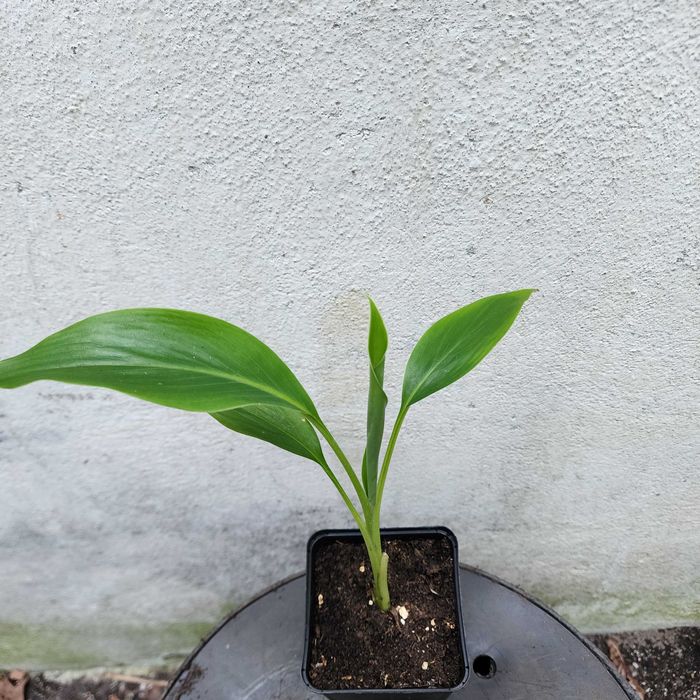 Musa sikkimensis – bananowiec ozdobny 20–30 cm z doniczką