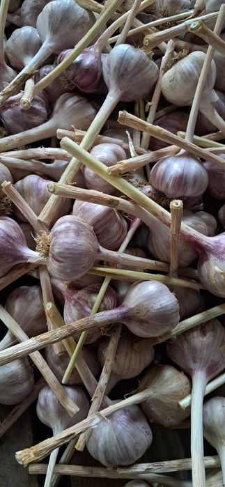 Czosnek własnej produkcji  harnaś
