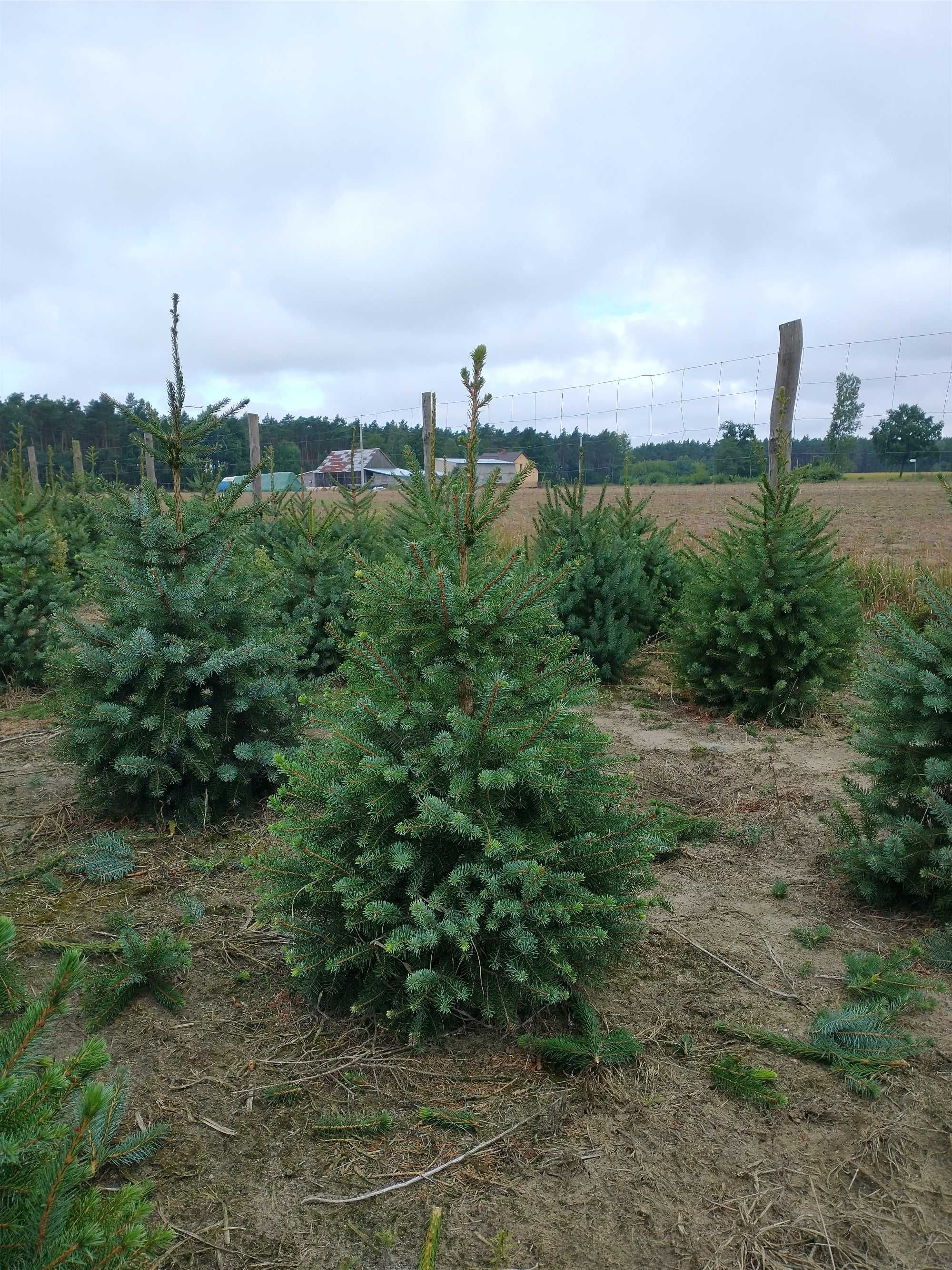 Świerk serbski (picea omorica)