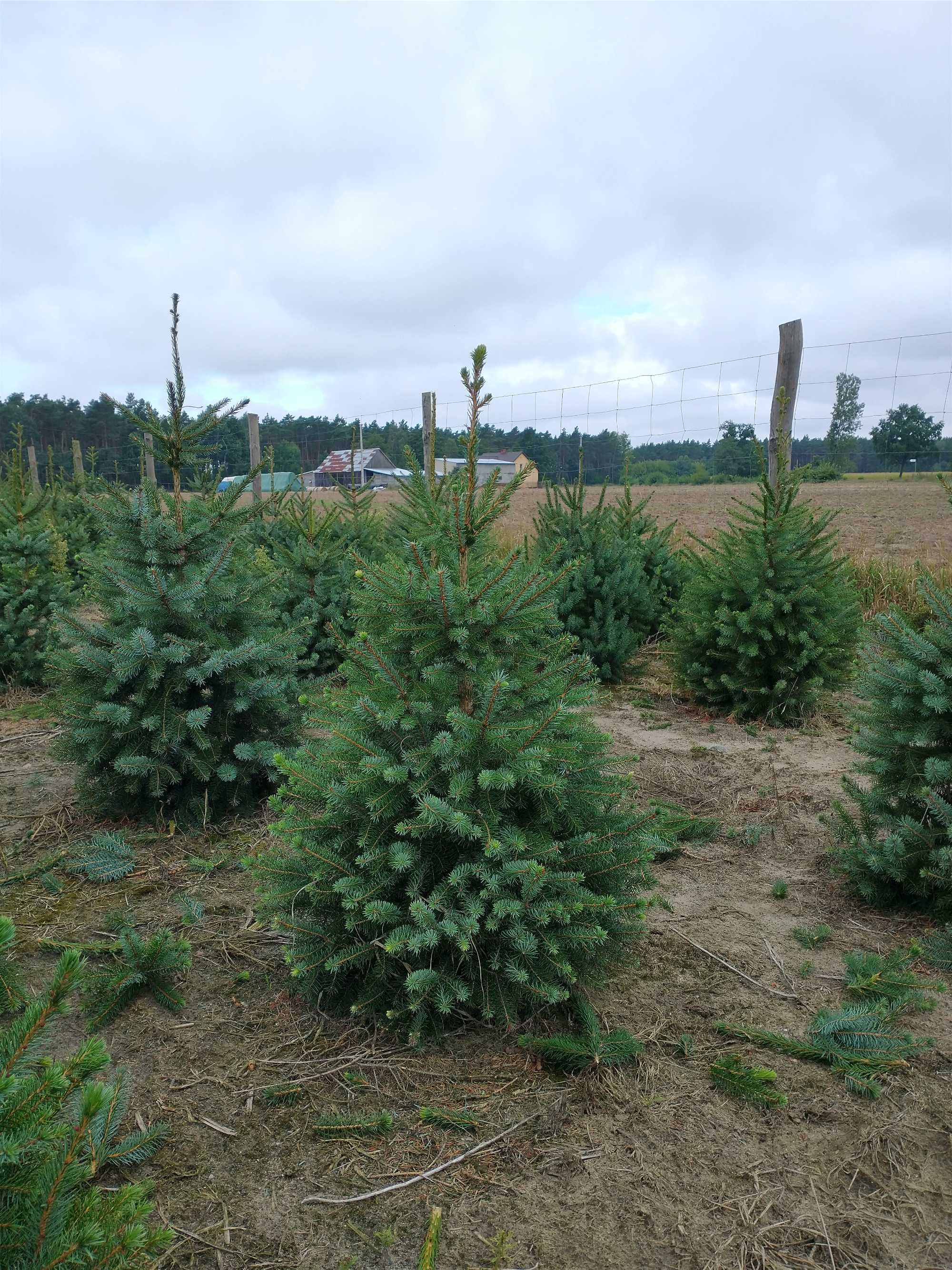 Świerk serbski (picea omorica)