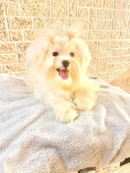 Чарівна міні мальтезе