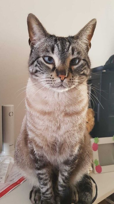 Gato para adoção consciente