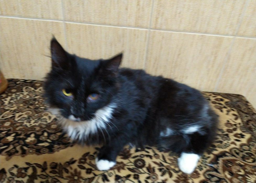 Пухнаста хмаринка щастя, кішечка Зая, кішка, котеня 5 міс.