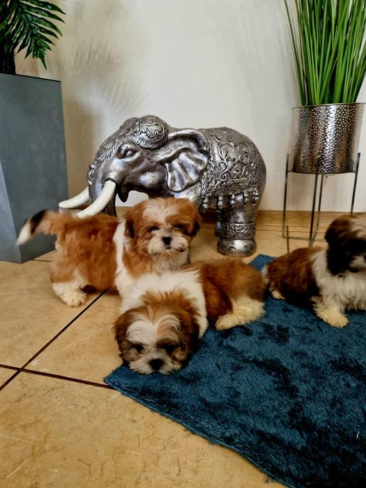 Shih tzu z rodowodem
