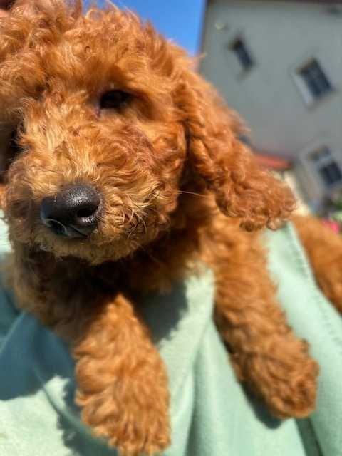 Samiec mini labradoodle f2 apricot