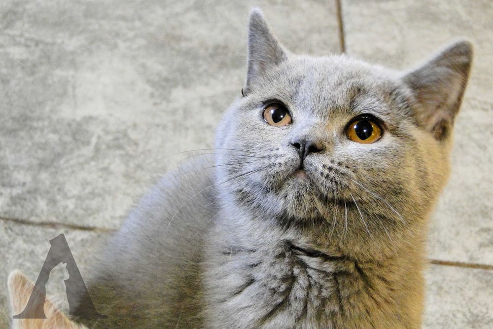 Koty brytyjskie krótkowłose / kocurek niebieski / FPL / Akneri*PL