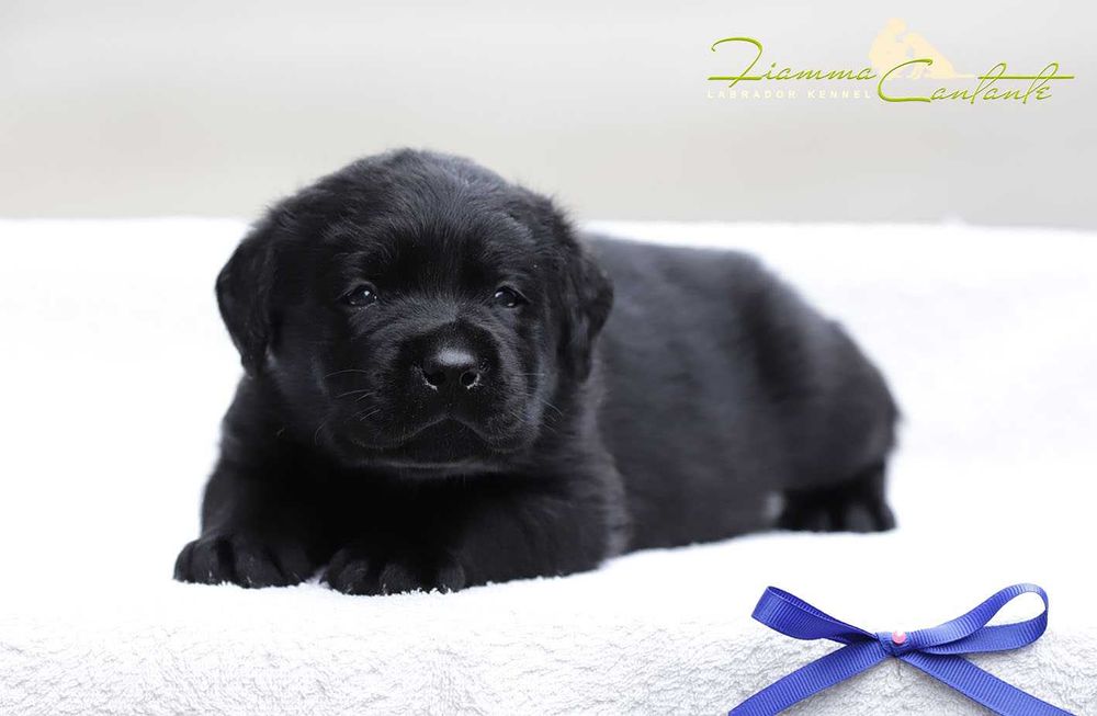Щенки породы лабрадор!