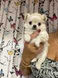 Chihuahua chlopiec FCI