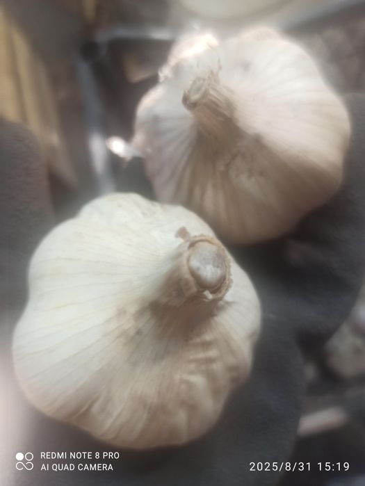 Продам часник великий сортовий Гулівер та Гермідор.Ціна 120 грн.