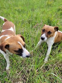 Jack Russell terrier