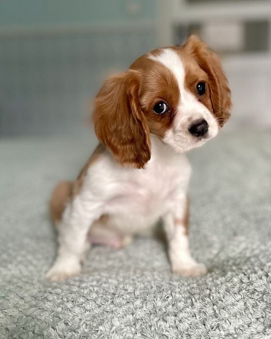 Cavalier king charles spaniel/samiec