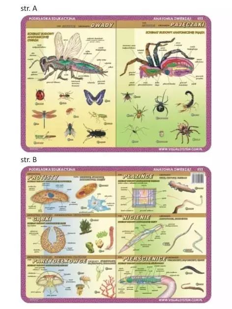 Podkładka edu. 052 - Anatomia: owady, pajęczaki... Visual System