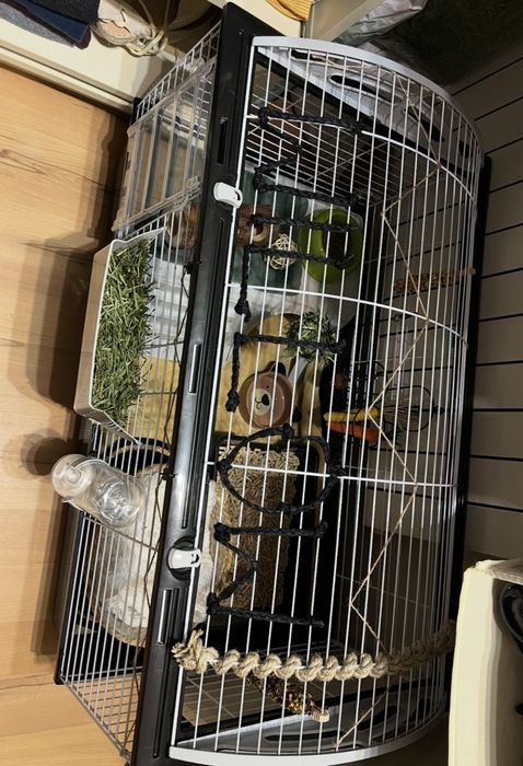 2 urocze króliki MiniLop - chłopiec 1.5 roku + dziewczynka 2 lata