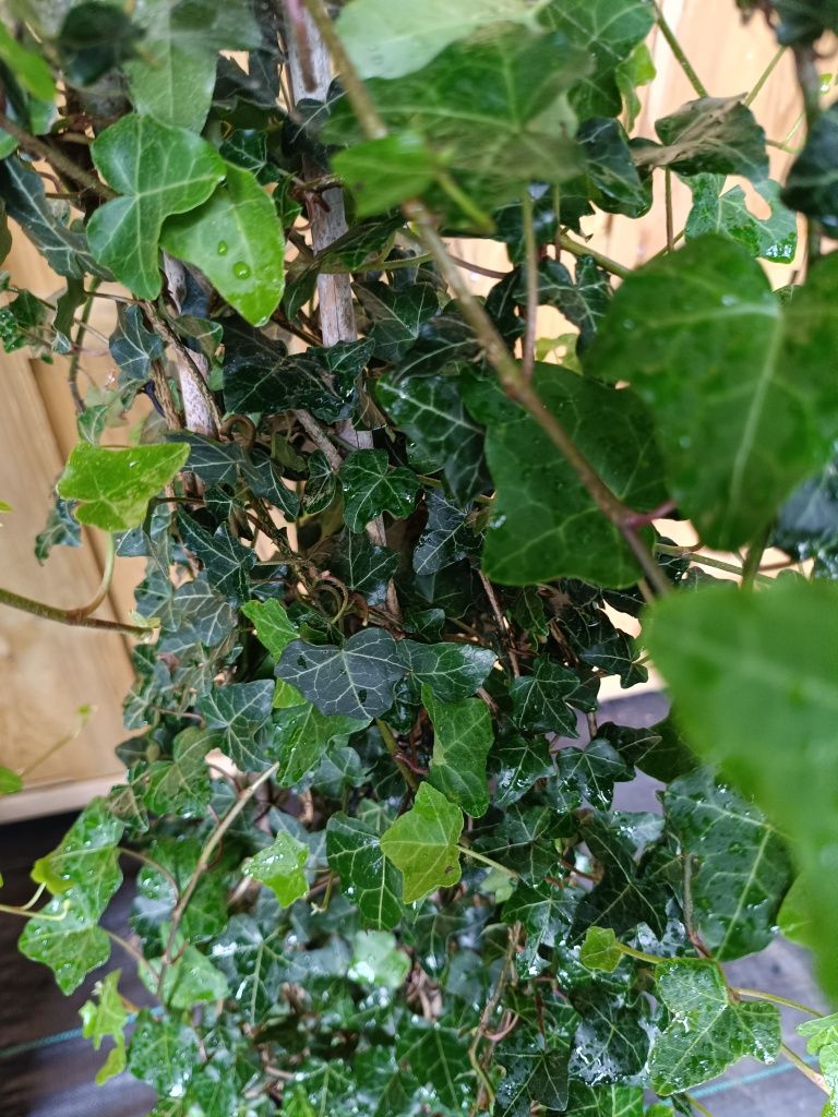 Duże kępy bluszczu Hedera Helix 100-130cm