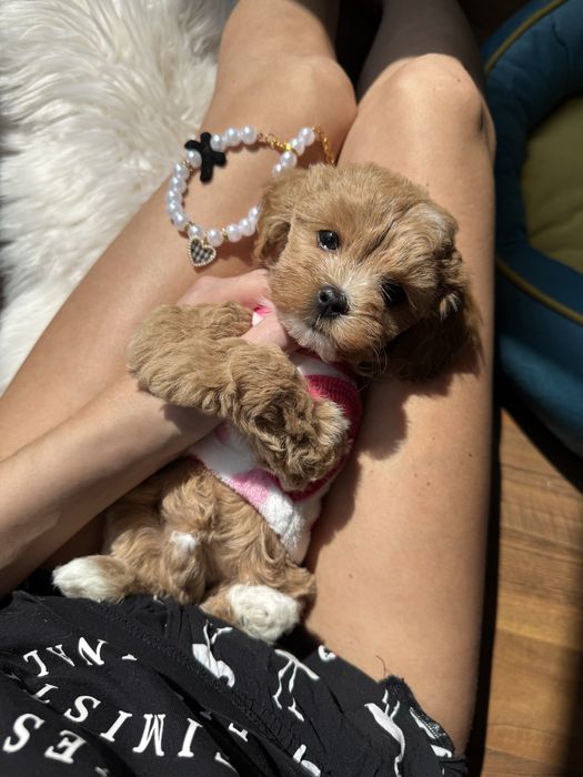 Шикарні крамиві мальтипу