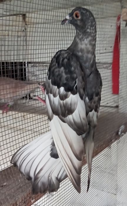 Sprzedam pocztowe kolorowe