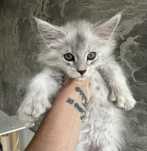 Kocurek Maine Coon Polydactyl Unikat