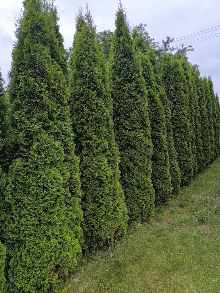 Tuja szmaragd wysokość około 200 cm.