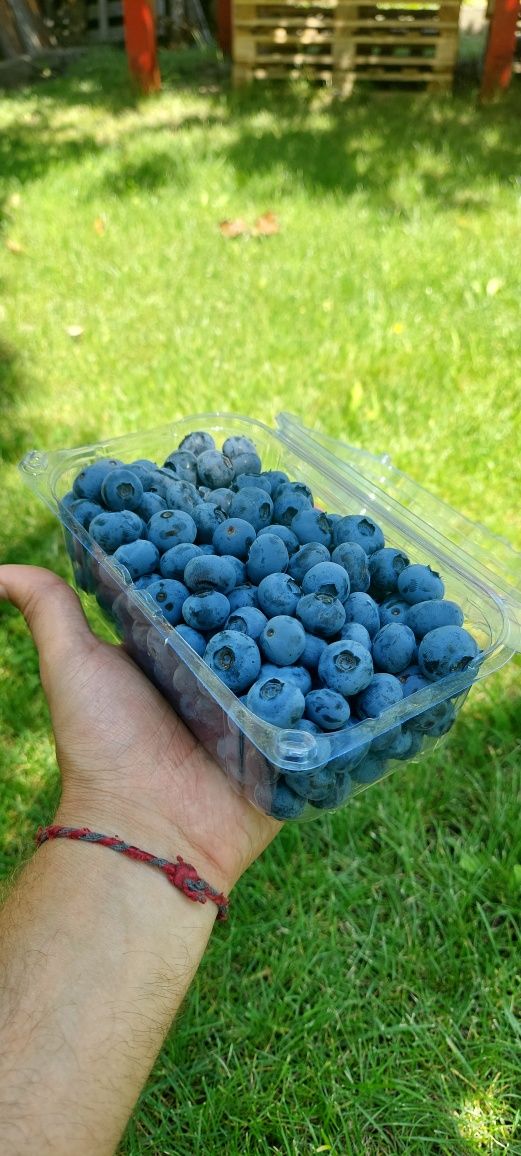 Продам ягоды голубики, лохини.