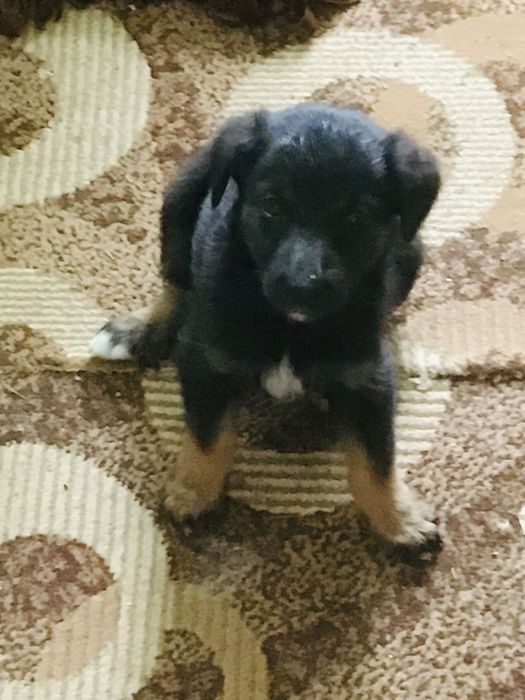 Песики в с.Урич.