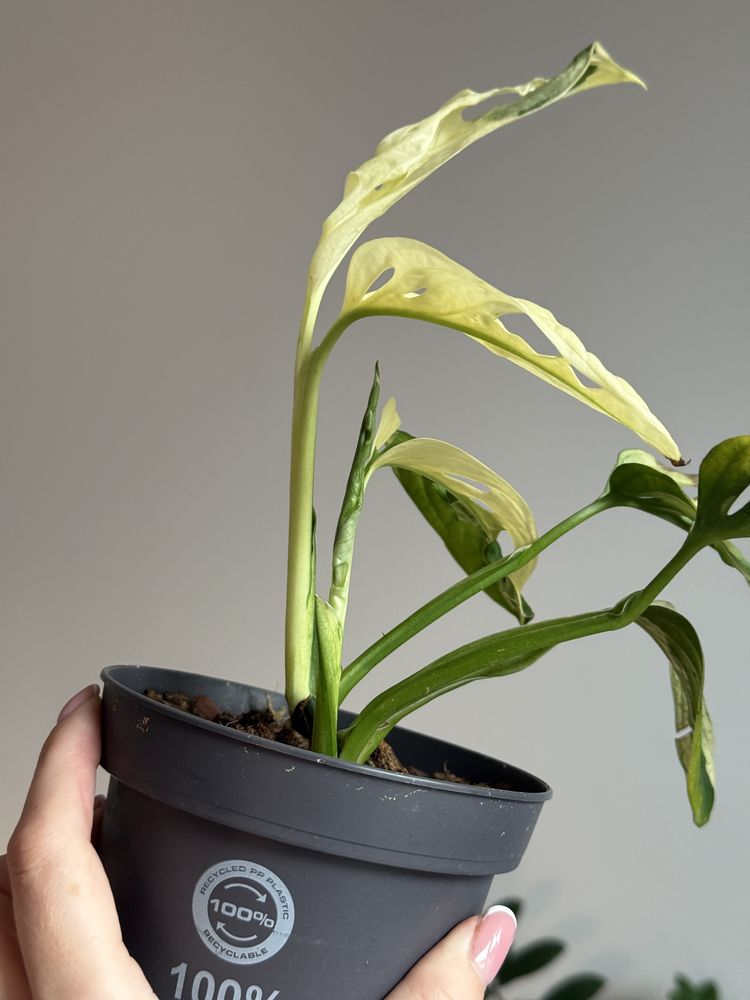 Монстера adansonii variegated