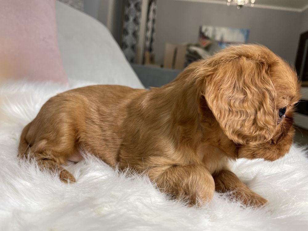Cavalier King Charles Spaniel chłopiec