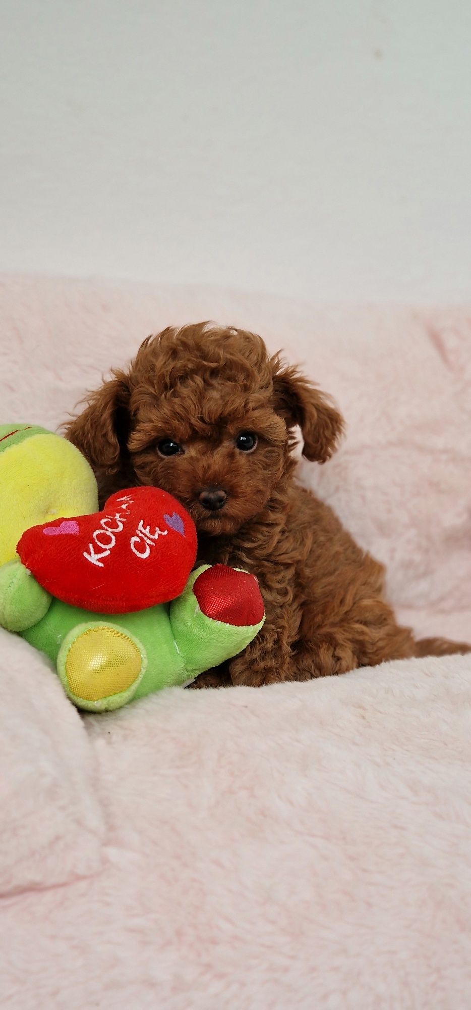 Pudel toy,  red-brown,  suczka