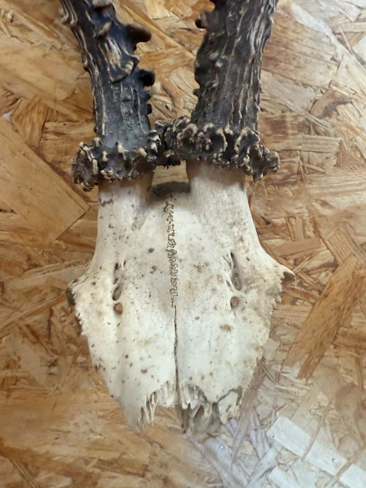 Na sprzedaż – trofeum myśliwskie parostki kozła