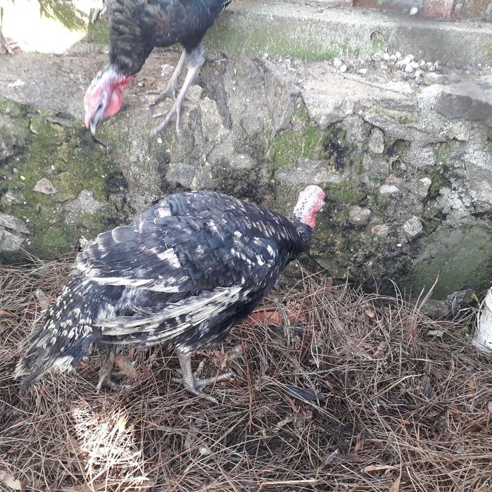 Perus machos e femeas