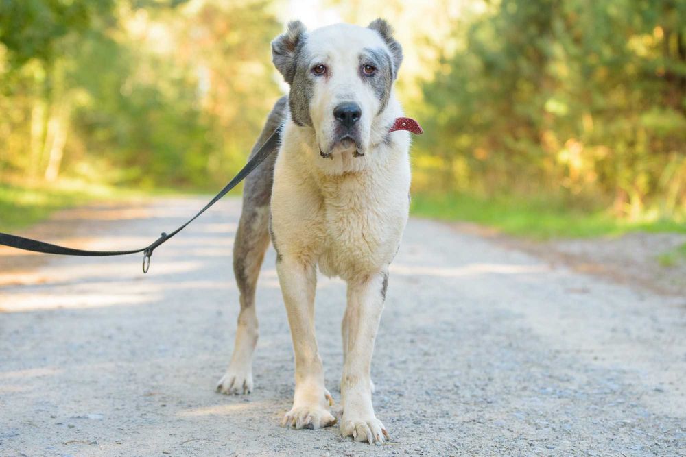 ZARA - duża smutna sunia w typie owczarka środkowoazjatyckiego