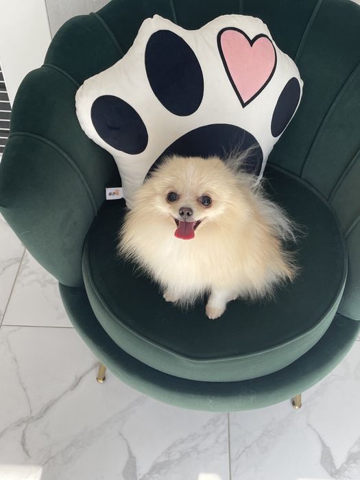 Вязка померанский шпиц