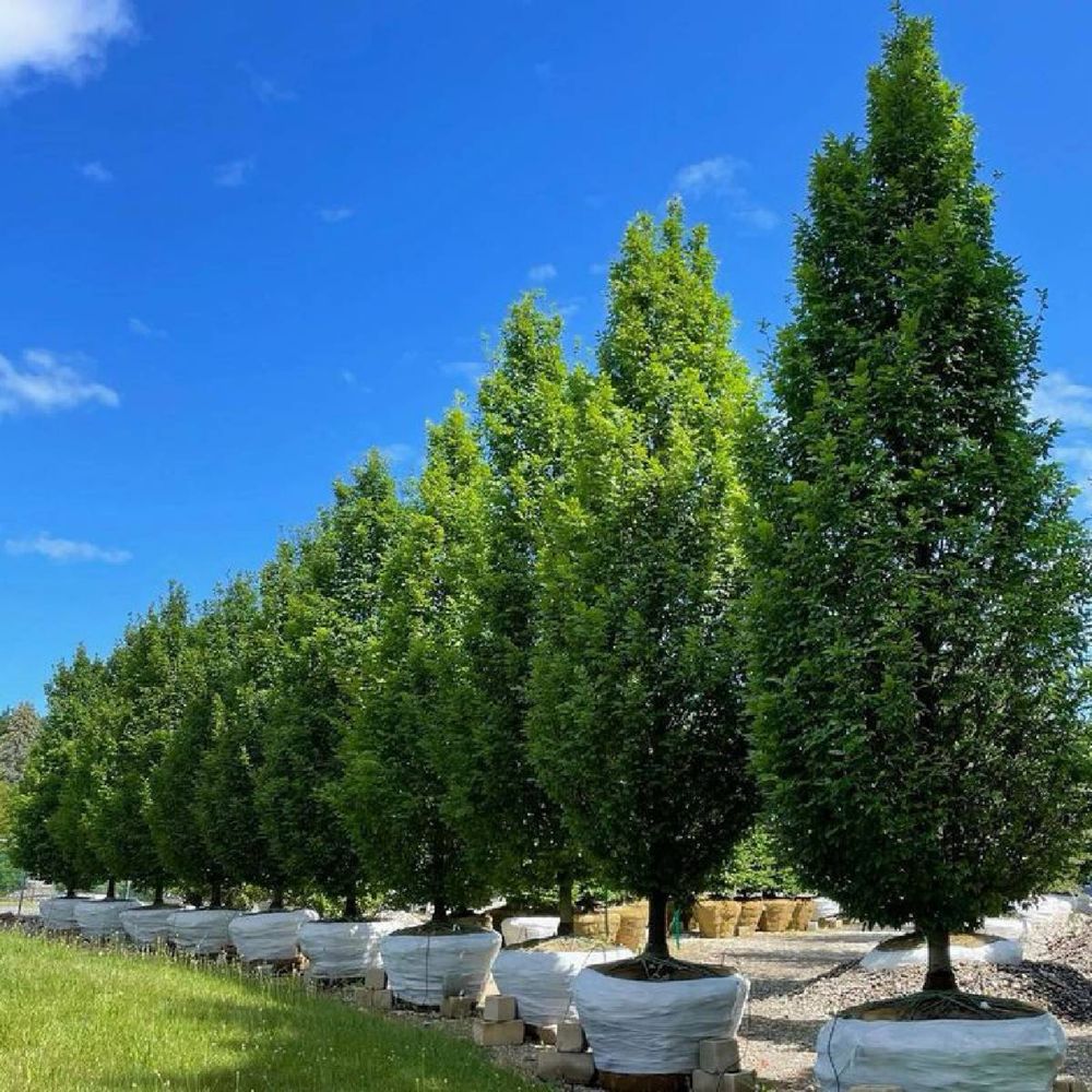 Wiąz górski duże drzewa. Obwód 20-40cm Klon Bonsai Dąb Lipa Szmaragd