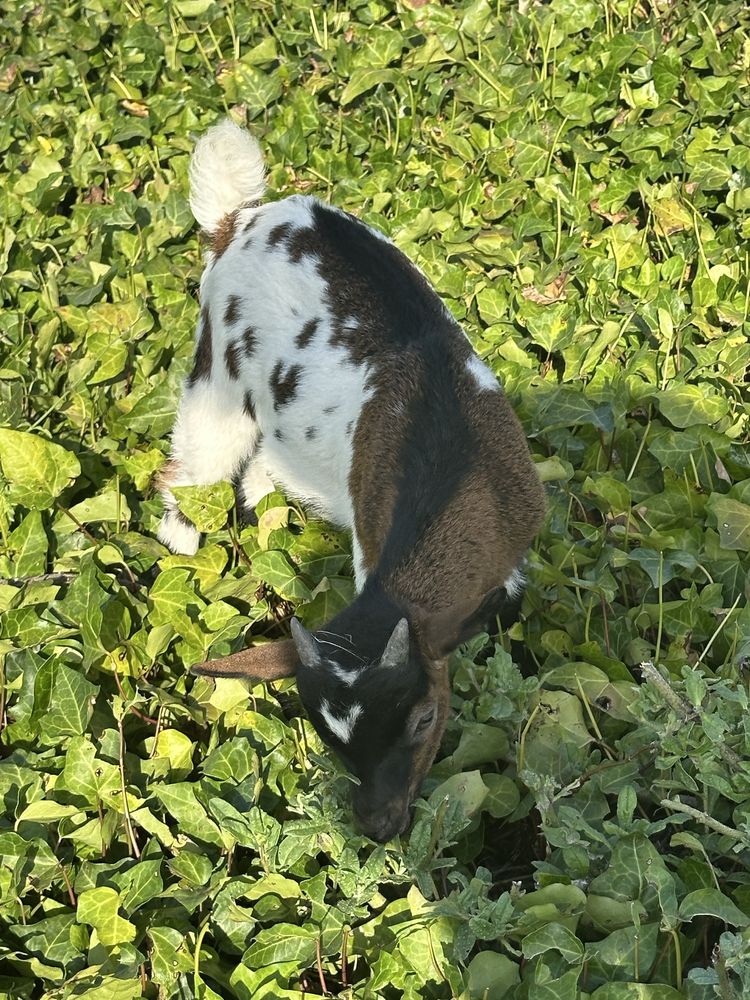 Cabrito Anão Tricolor com 2 meses