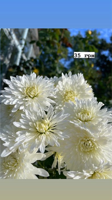 Акція!!! Всі по 30 грн. Хризантеми різних видів